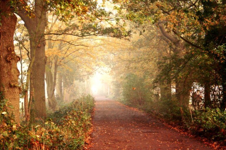 a misty tree lined path